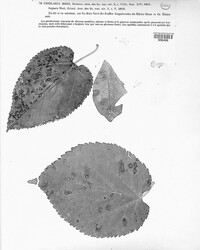 Mycosphaerella mori image